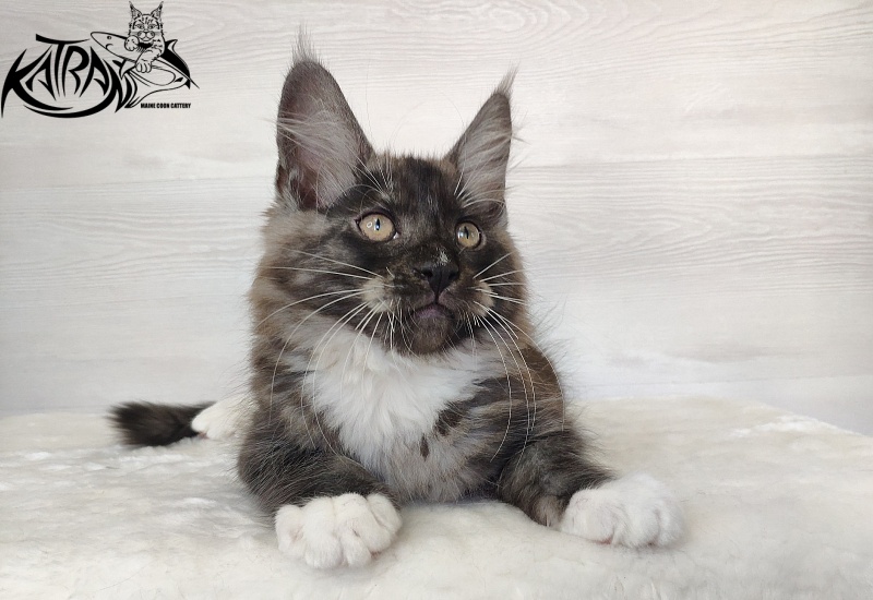 Katran Izzy - Kitten maine-coon 2 months 1.5 week