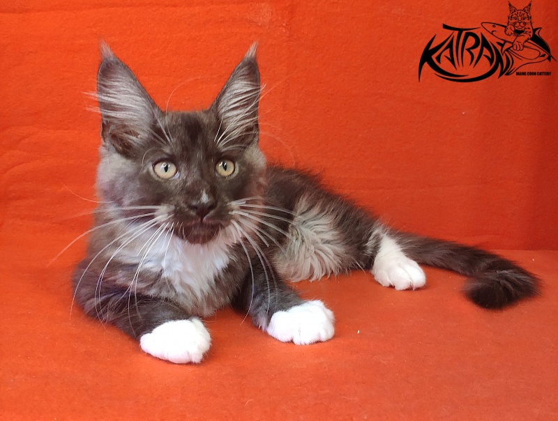 Katran Izzy - Kitten maine-coon 3 months