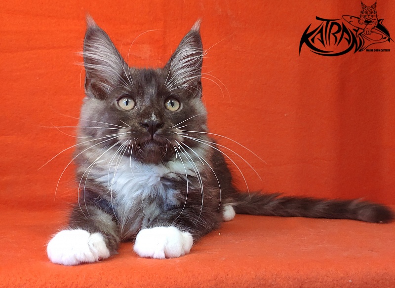 Katran Izzy - Kitten maine-coon 3 months