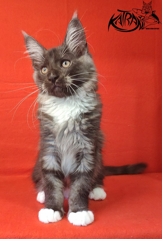 Katran Izzy - Kitten maine-coon 3 months