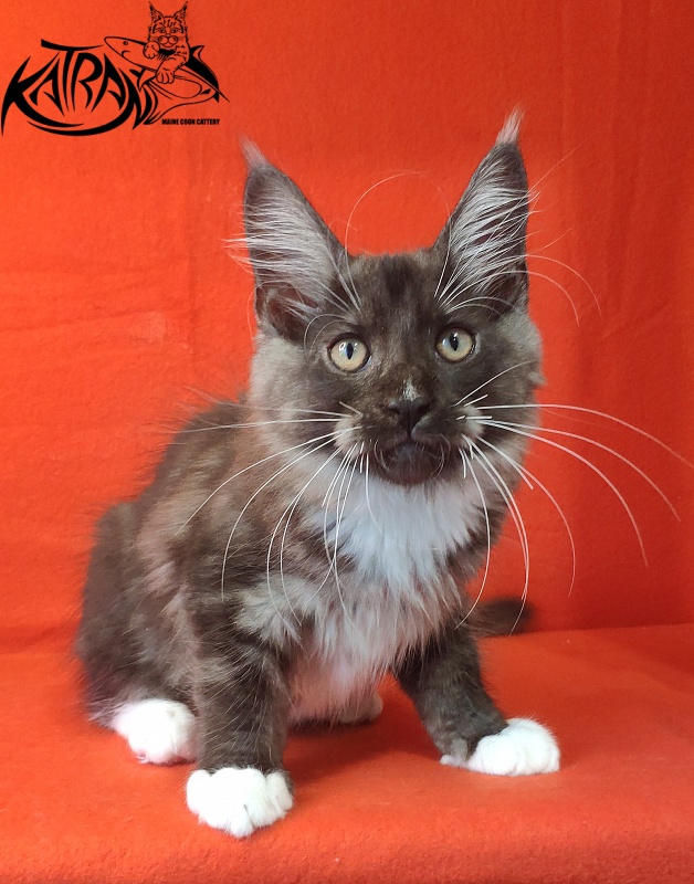 Katran Izzy - Kitten maine-coon 3 months