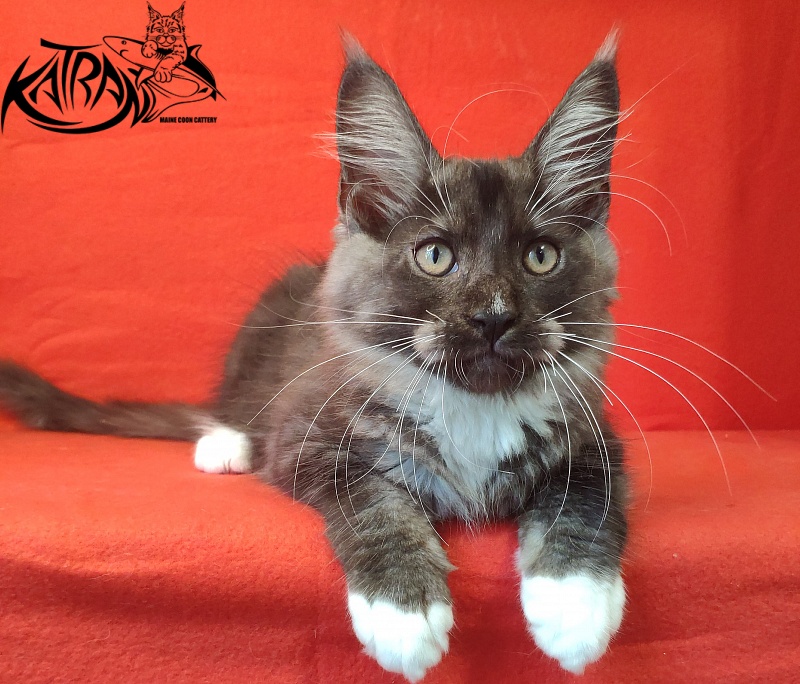 Katran Izzy - Kitten maine-coon 3 months
