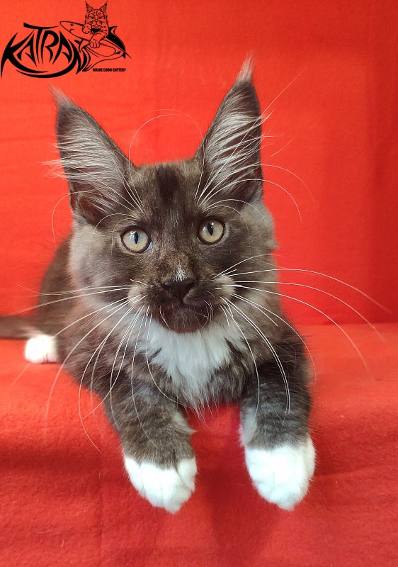 Katran Izzy - Kitten maine-coon 3 months