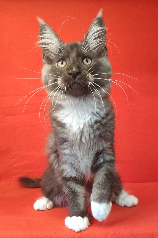 Katran Izzy - Kitten maine-coon 3 months