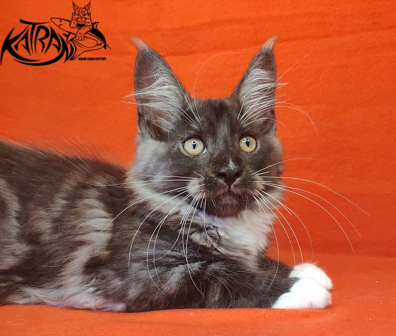 Katran Izzy - Kitten maine-coon 3 months