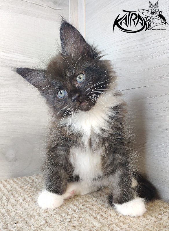 Katran Illias - Kitten maine-coon 1 month 2.5 weeks