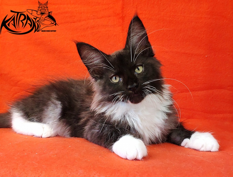 Katran Illias - Kitten maine-coon 3 months