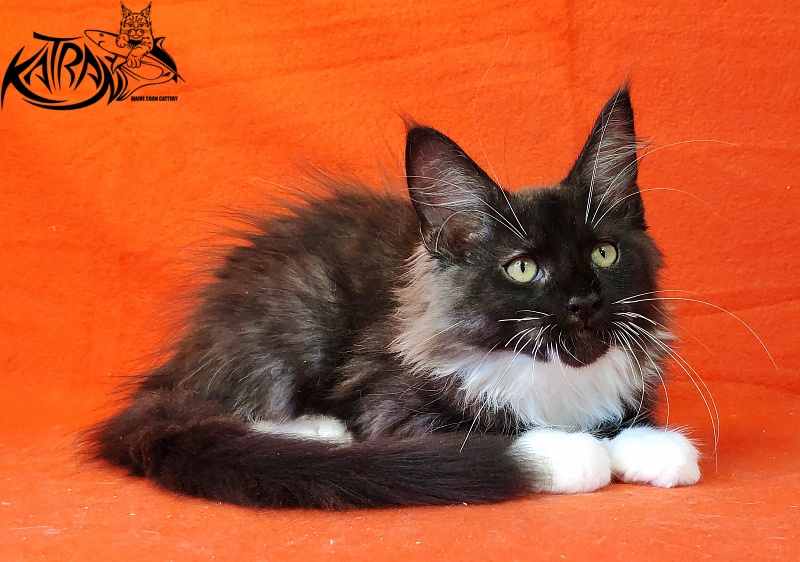 Katran Illias - Kitten maine-coon 3 months