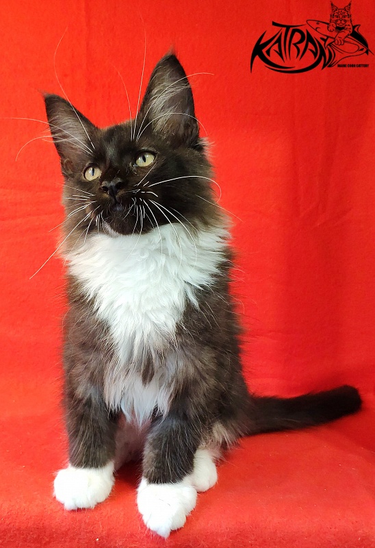 Katran Illias - Kitten maine-coon 3 months
