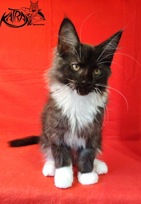 Katran Illias - Kitten maine-coon 3 months