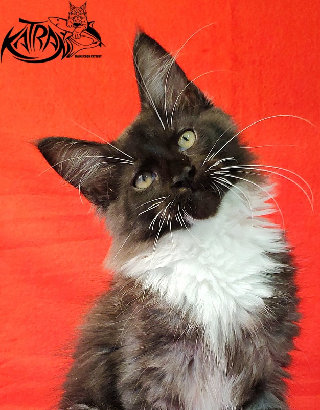Katran Illias - Kitten maine-coon 3 months