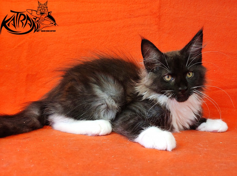 Katran Illias - Kitten maine-coon 3 months