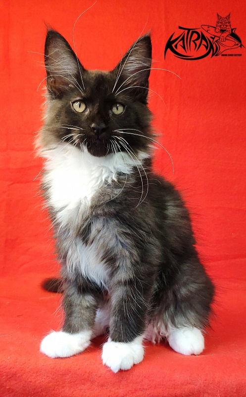 Katran Illias - Kitten maine-coon 3 months