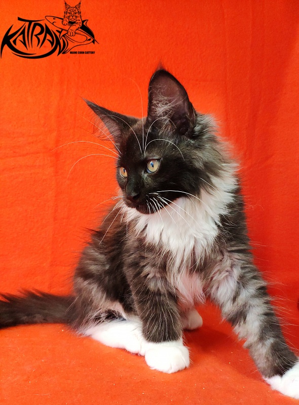 Katran Illias - Kitten maine-coon 3 months
