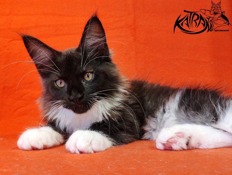 Katran Illias - Kitten maine-coon 3 months