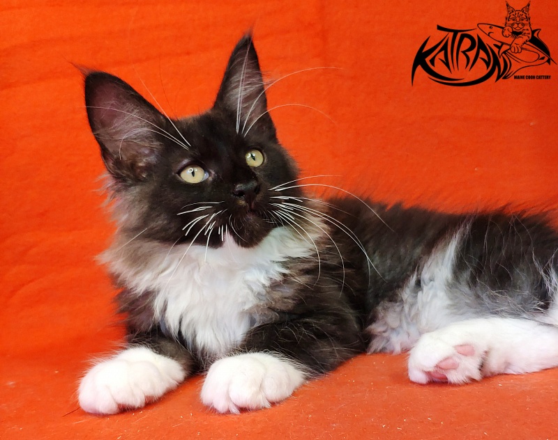 Katran Illias - Kitten maine-coon 3 months