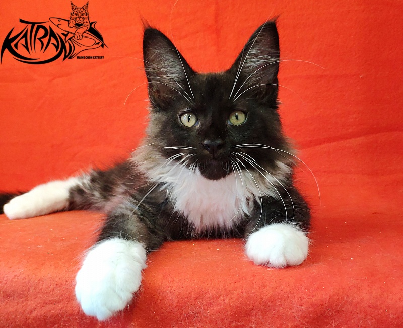 Katran Illias - Kitten maine-coon 3 months