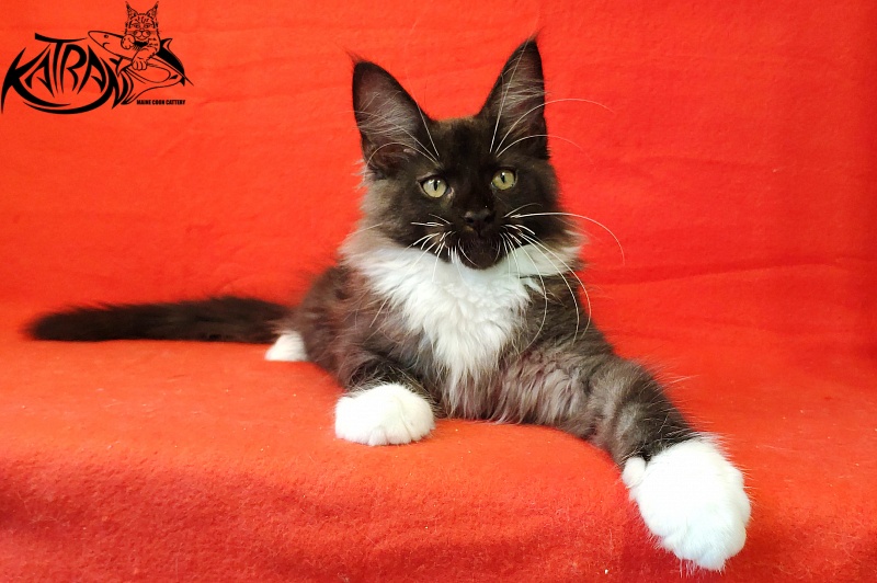 Katran Illias - Kitten maine-coon 3 months