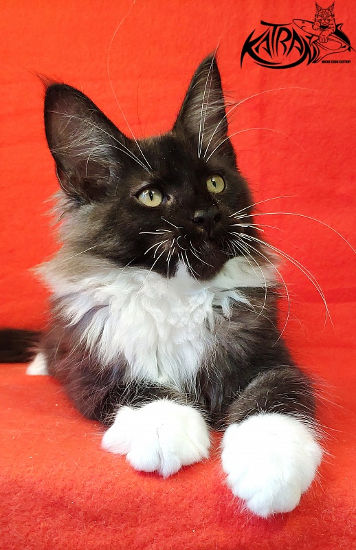 Katran Illias - Kitten maine-coon 3 months
