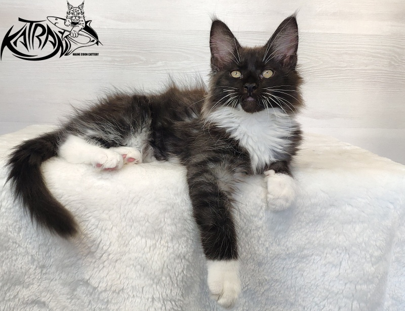 Katran Illias - Kitten maine-coon 2 months 1.5 week