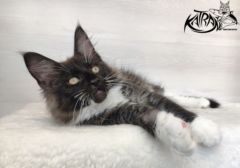Katran Illias - Kitten maine-coon 2 months 1.5 week