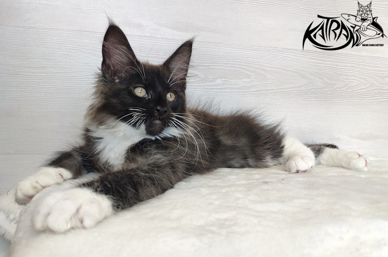 Katran Illias - Kitten maine-coon 2 months 1.5 week