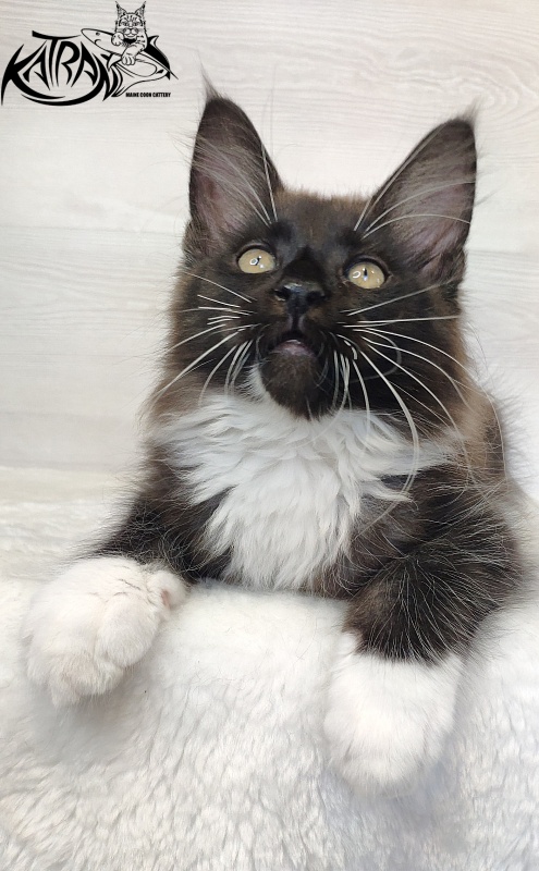 Katran Illias - Kitten maine-coon 2 months 1.5 week