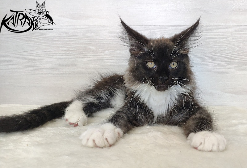 Katran Illias - Kitten maine-coon 2 months 1.5 week