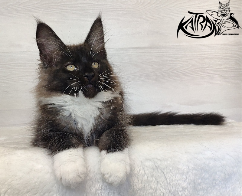 Katran Illias - Kitten maine-coon 2 months 1.5 week