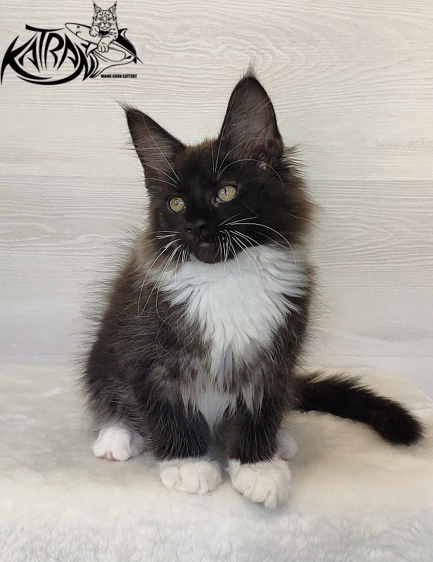 Katran Illias - Kitten maine-coon 2 months 1.5 week