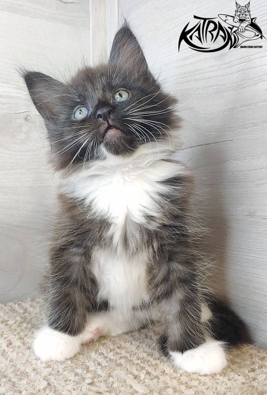 Katran Illias - Kitten maine-coon 1 month 2.5 weeks
