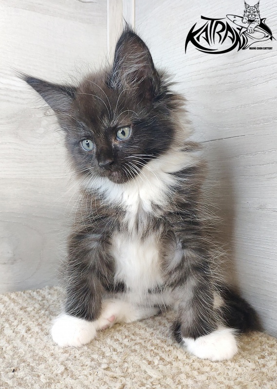 Katran Illias - Kitten maine-coon 1 month 2.5 weeks