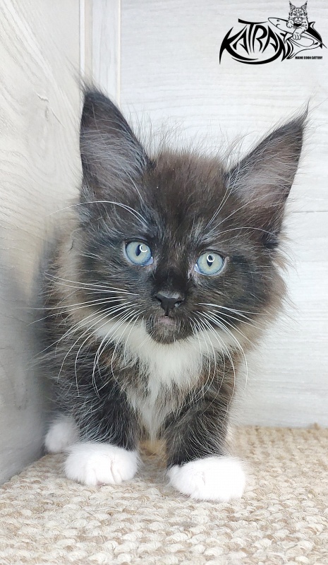 Katran Illias - Kitten maine-coon 1 month 2.5 weeks