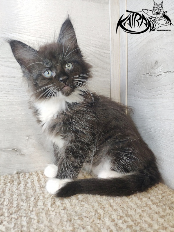 Katran Illias - Kitten maine-coon 1 month 2.5 weeks
