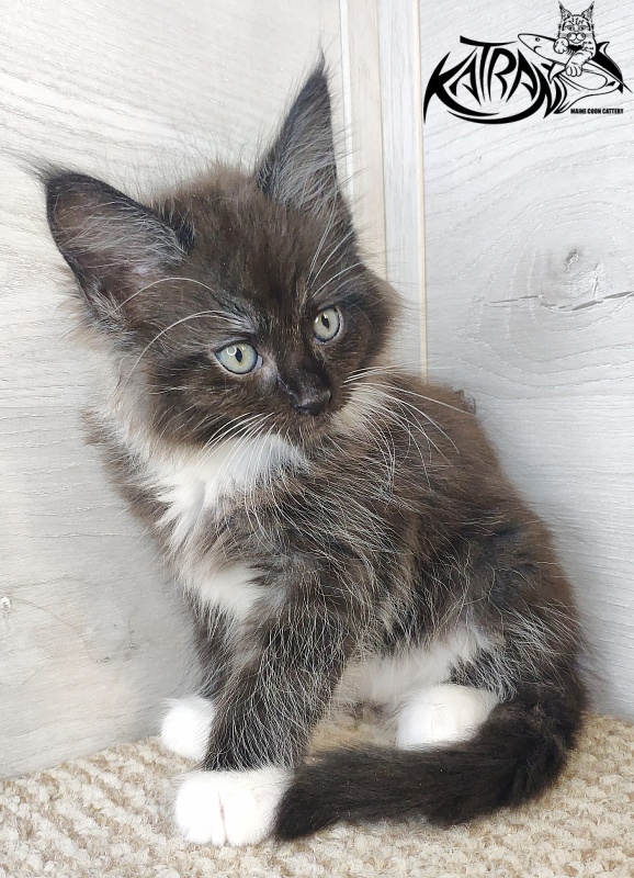 Katran Illias - Kitten maine-coon 1 month 2.5 weeks