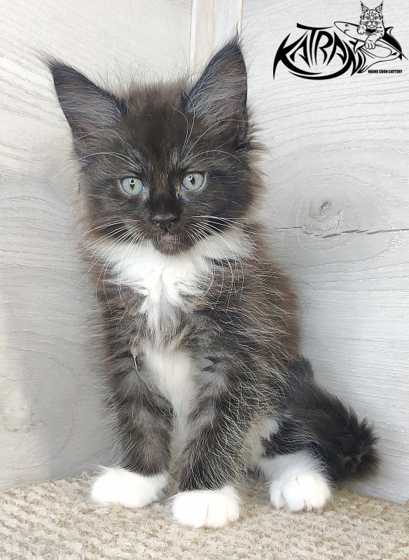 Katran Illias - Kitten maine-coon 1 month 2.5 weeks