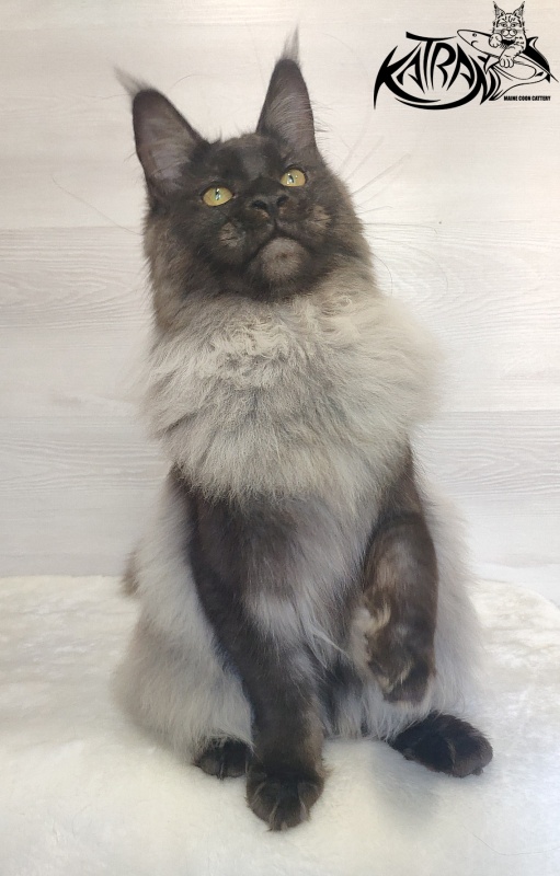 FlipSide Mainelynx Prudence - Junior maine-coon 7 months