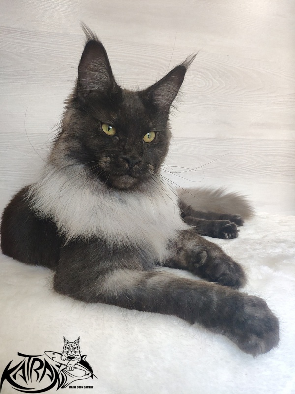 FlipSide Mainelynx Prudence - Junior maine-coon 7 months