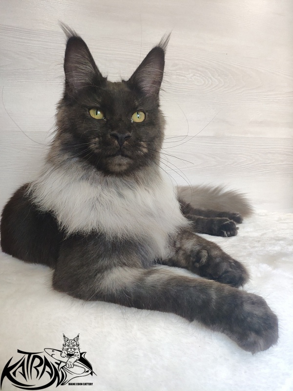 FlipSide Mainelynx Prudence - Junior maine-coon 7 months