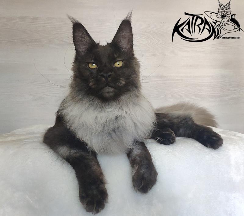 FlipSide Mainelynx Prudence - Junior maine-coon 7 months