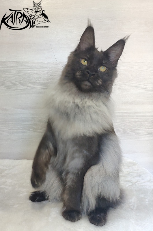 FlipSide Mainelynx Prudence - Junior maine-coon 7 months