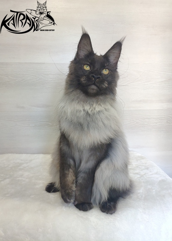 FlipSide Mainelynx Prudence - Junior maine-coon 7 months