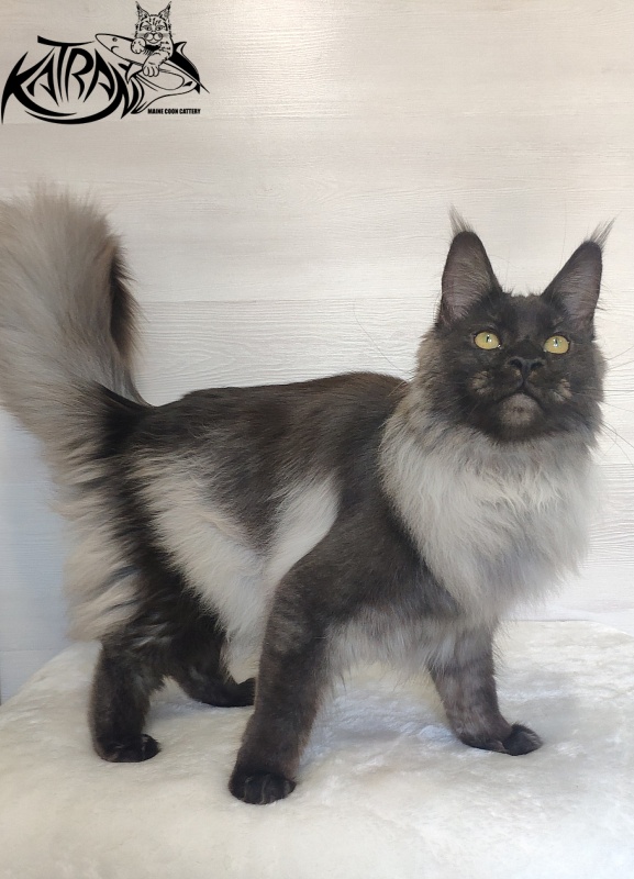 FlipSide Mainelynx Prudence - Junior maine-coon 7 months