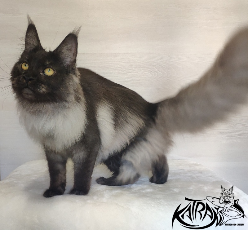 FlipSide Mainelynx Prudence - Junior maine-coon 7 months