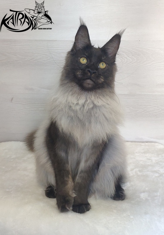 FlipSide Mainelynx Prudence - Junior maine-coon 7 months