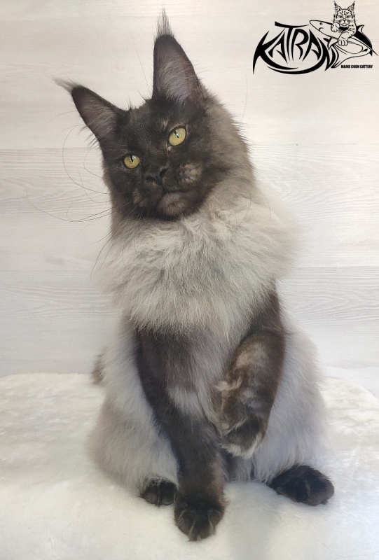 FlipSide Mainelynx Prudence - Junior maine-coon 7 months