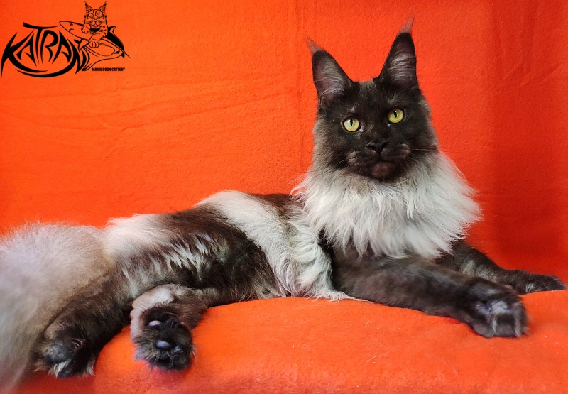 FlipSide Mainelynx Prudence - Junior maine-coon 8 months