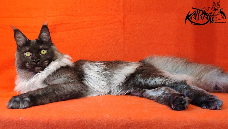 FlipSide Mainelynx Prudence - Junior maine-coon 8 months