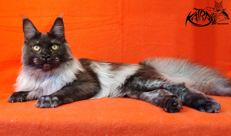 FlipSide Mainelynx Prudence - Junior maine-coon 8 months