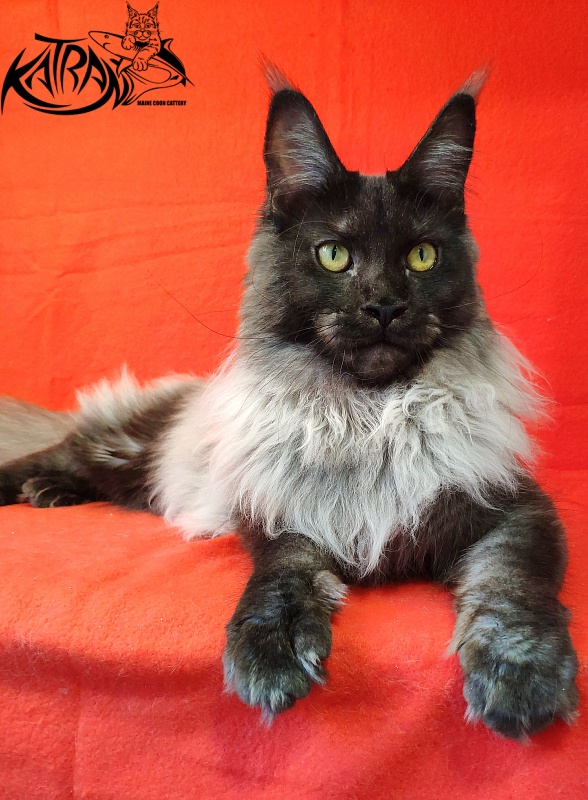 FlipSide Mainelynx Prudence - Junior maine-coon 8 months